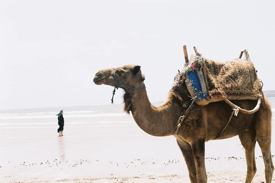 Camello y mujer en una playa de Essaouira, Marruecos